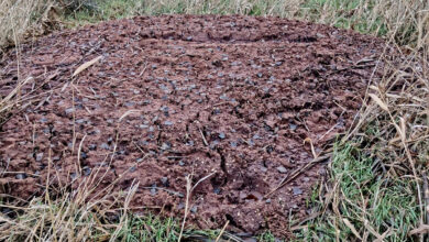 Odgovorno zbrinjavanje komine masline je nužnost, a ne izbor